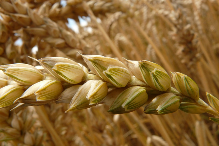 Эксперты ожидают рекордный урожай пшеницы в мире