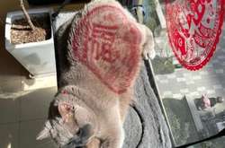 Курйозні фотографії, які завдяки ракурсу перетворилися на оптичні ілюзії