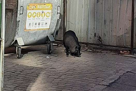Вінницею розгулює в'єтнамська свиня (фото)