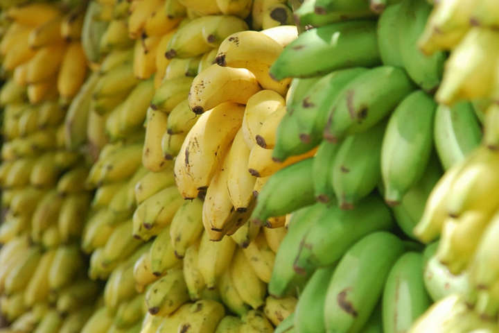 Вчені пророкують повне зникнення бананів через грибок