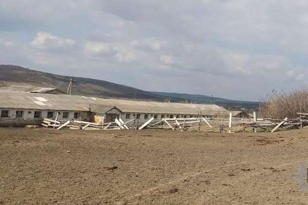На Одещині підлітки викрали з ферми теля