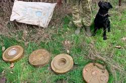 Службовий пес знайшов схрон з боєприпасами під Маріуполем