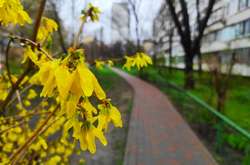 Грози і град – в Україні наступного тижня пануватиме дощова погода
