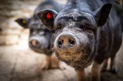 В Израиле дикие кабаны захватили целый город