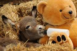 Курьезные фото забавных осликов, которые делают этот мир немного добрее