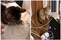 Чувство стыда им неведомо. Курьезные фото котов-злодеев