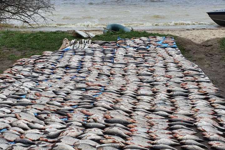 Під Києвом браконьєр виловив понад 200 кг риби (фото)