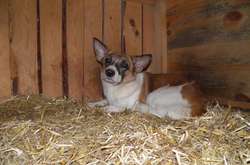 Правоохоронці забрали в киянина дев’ять собак за жорстоке поводження 