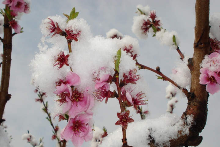 Сніг наприкінці квітня. В Україну суне нове похолодання