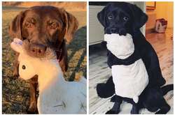 Питомец и его игрушка – фото трогательной привязанности