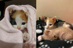 Котенок выглядел как живой скелет, но ветеринары совершили подвиг (фото)