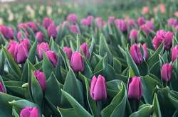 На столичному Співочому полі розквітло понад 700 тисяч тюльпанів