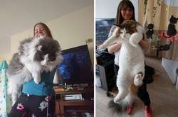 Курьезные фото пушистых гигантов, которые похитят ваши сердца