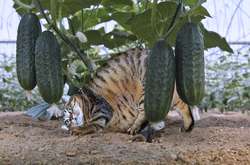 Эти дурашливые котики способны покорить даже сердца собачников. Курьезные фото