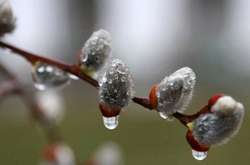 Синоптики прогнозують дощ зі снігом і заморозки на Вербну неділю