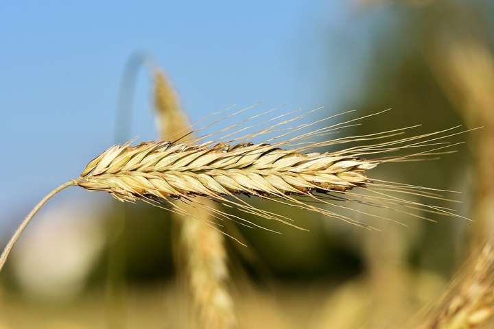 В Україні, Європі та США змінилися ціни на пшеницю. Що відомо