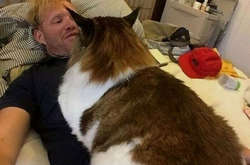 Эти котики-гиганты способны не только умилять кого угодно, но и перепугать до чертиков