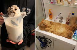 Вы все еще не верите, что коты — это жидкость? Просто посмотрите на эти неоспоримые доказательства