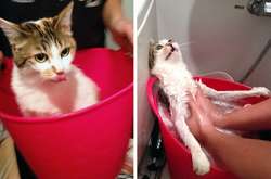 Домашние питомцы, которые разрешили себя помыть и пожалели об этом. Курьезные фото