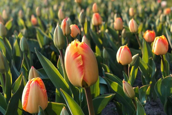 Відкриття виставки тюльпанів у Києві відкладається