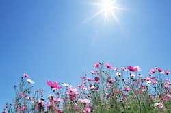 Заморозки та дощі відступлять, на Великдень синоптики прогнозують тепло