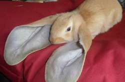 Подборка удивительных предметов и живых существ, которые оказались слишком гигантскими для этого мира