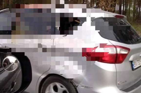 Під Києвом автомобіль збив на смерть лося (фото)
