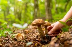 Експерти розповіли, як уникнути отруєння грибами
