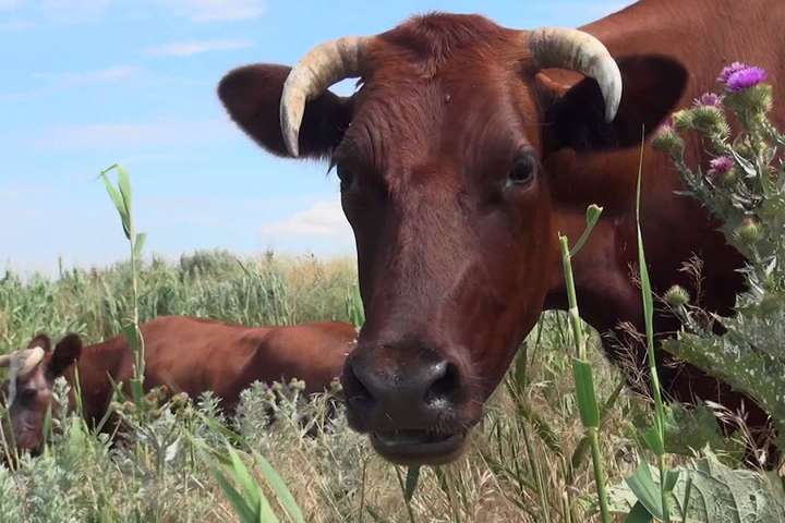 Корови – в ОАЕ, яйця – в Ефіопію. Україна відкрила вісім нових ринків експорту