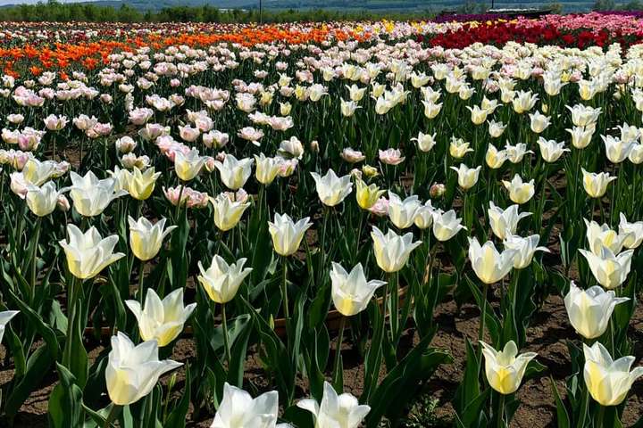 На Буковині почали квітнути тюльпанові поля