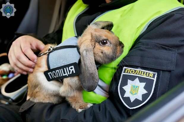 У поліцію Дніпра на роботу взяли кролика 