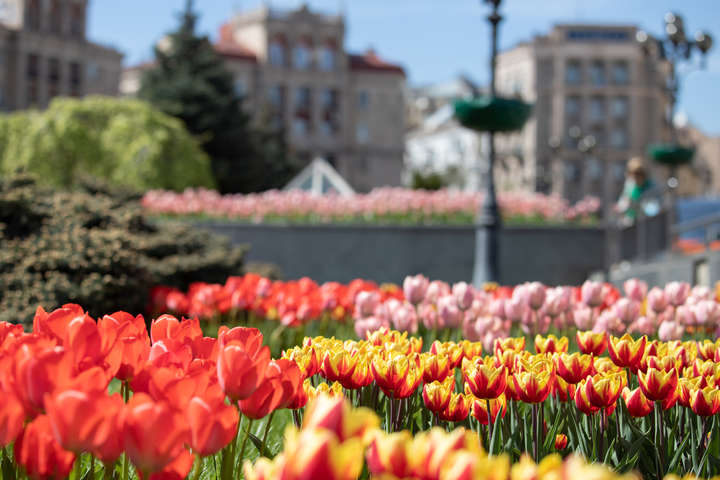 Ніби в Нідерландах. У центрі Києва розквітли 100 тис. тюльпанів (фото, відео)