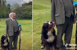 Президент Ирландии дал интервью вместе со своим щенком, и это была ошибка (видео)