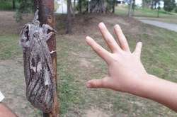 В Австралии нашли самую большую в мире моль (фото)