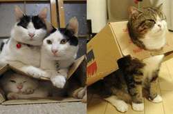 Американские ученые доказали любовь кошек к воображаемым коробкам