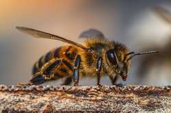 Нідерландські вчені навчили бджіл за кілька секунд визначати Covid-19 