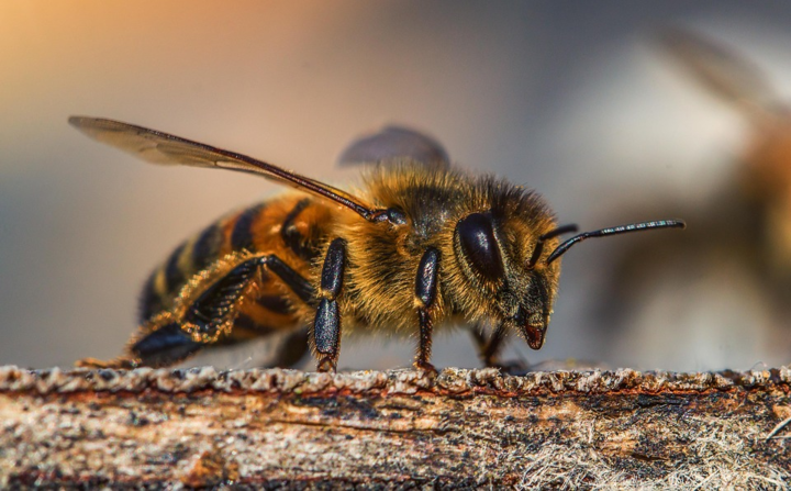 Нидерландские ученые научили пчел за несколько секунд определять Covid-19