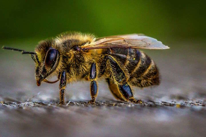 В Нідерландах бджіл навчили визначати Covid-19