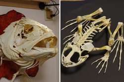 Японец прославился в сети благодаря созданию скелетов (фото)