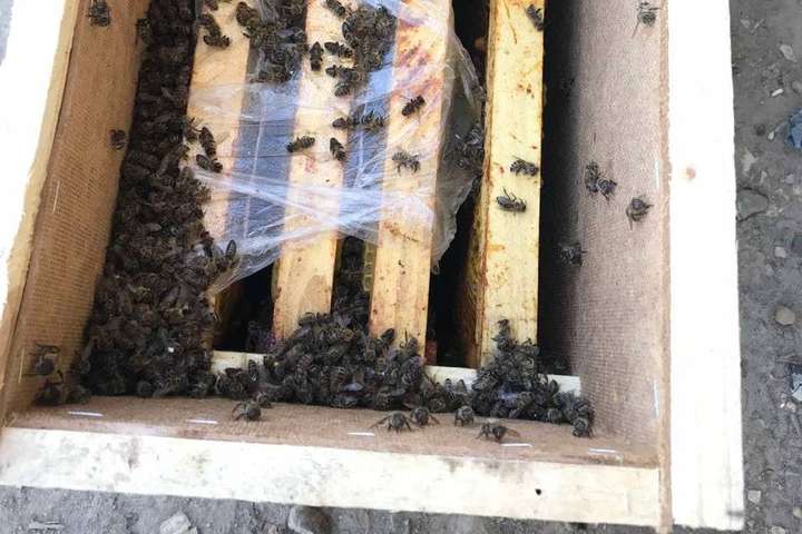 На Закарпатті задихнулися вісім мільйонів бджіл, яких перевозили «Укрпоштою» (фото)