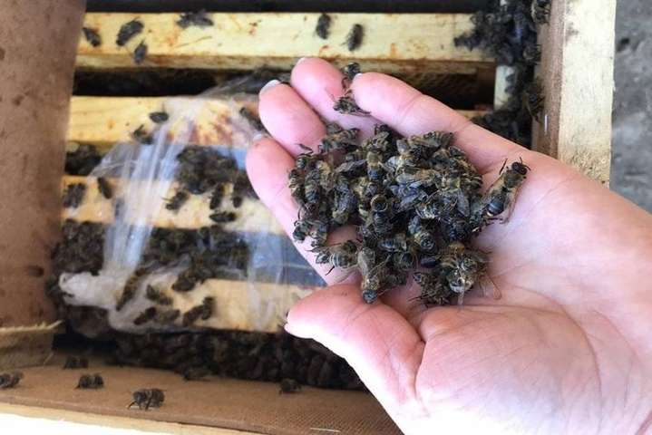 Мертві бджоли загули: «Укрпошта» показала диво «воскресіння» комах на Закарпатті 