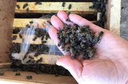 Мертві бджоли загули: «Укрпошта» показала диво «воскресіння» комах на Закарпатті 