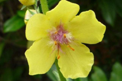  Эксперимент начал в 1879 году американский ботаник Уильям Джеймс Билл 