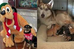 Курьезные фото собак, которые зарядят вас ударной дозой серотонина на целый день