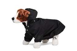 Модный бренд выпустил дождевик для собак (фото)