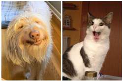 Эти животные умеют выдать такие эмоции, что их смело можно отправлять в Голливуд (фото)