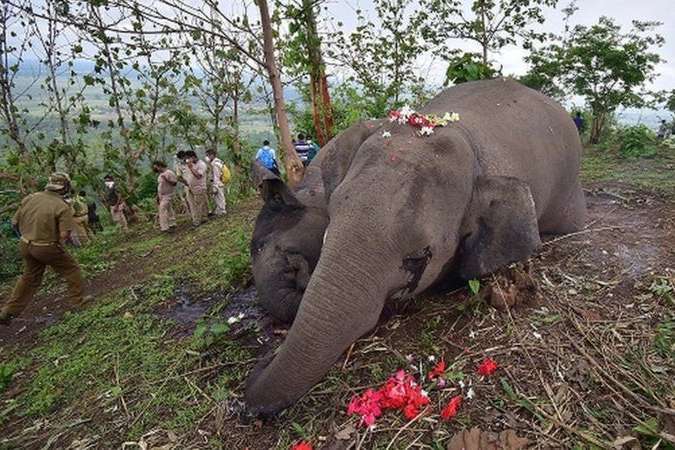 В Индии молния убила 18 слонов