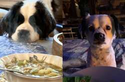 Курьезные фото собак, которые не скрывают желания заполучить еду хозяина