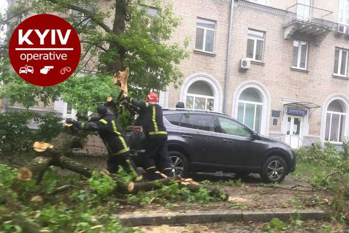 У Києві на дорогу впало дерево (фото)