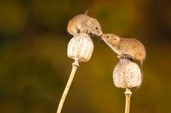 В Австралии мыши-каннибалы передвигаются на фурах и пугают местных жителей